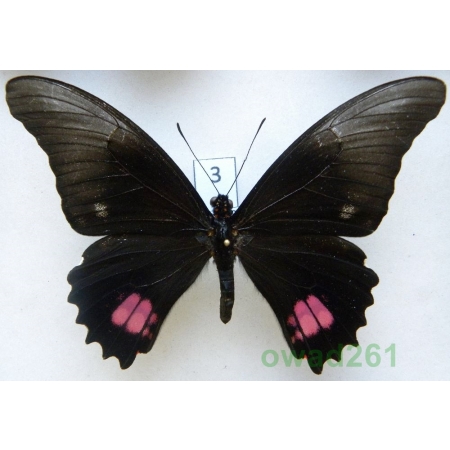 Papilio anchisiades Esper, 1788 Peru 96mm3